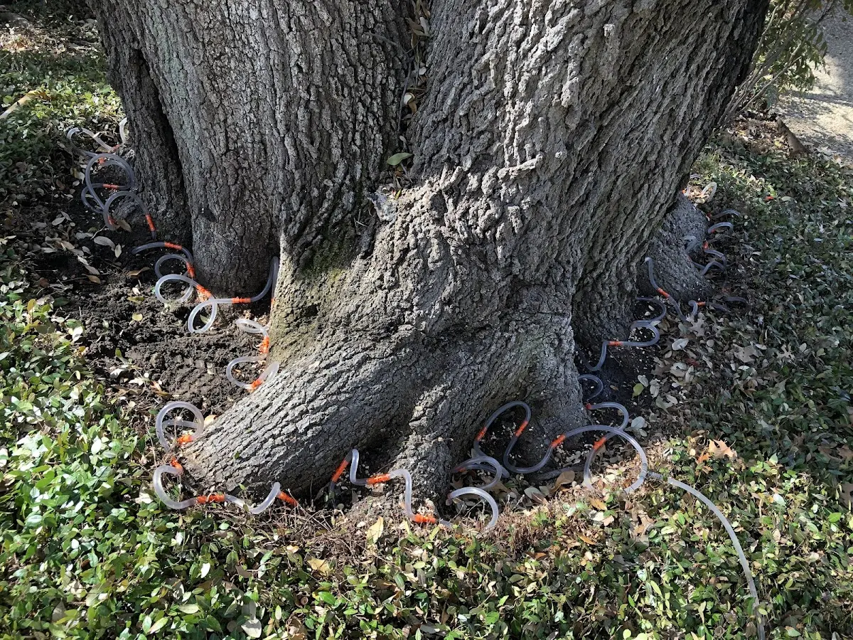 Detailed Tree Cabling and Bracing job site in Eastaboga