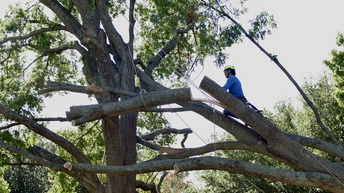 Professional Crown Thinning performed by certified arborists in Eastaboga